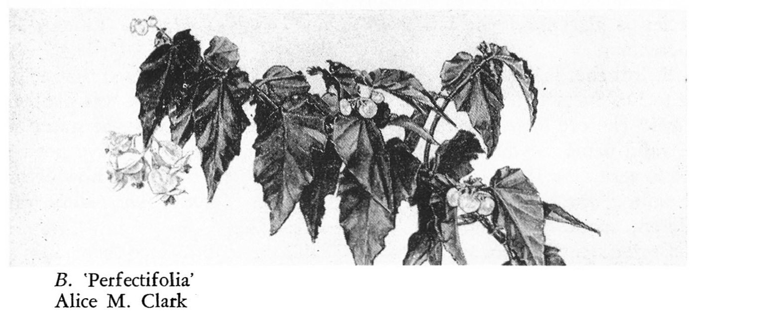 B. ‘Perfectifolia’